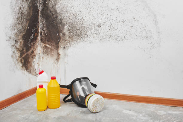 Best Crawl Space Mold Removal  in Squirrel Mountain Valley, CA