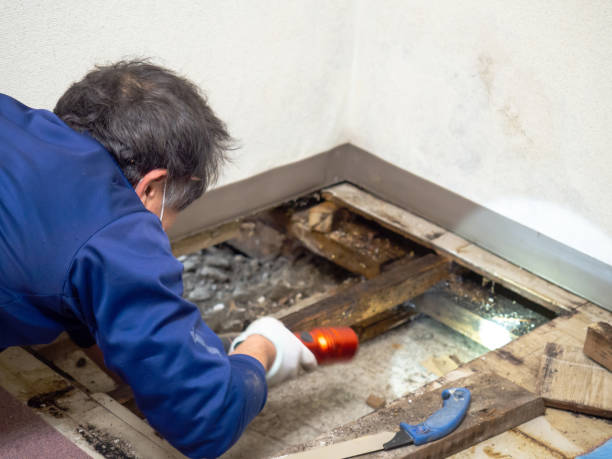 Best Emergency Mold Removal  in Squirrel Mountain Valley, CA