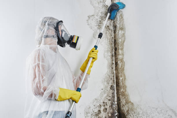 Best Mold Testing  in Squirrel Mountain Valley, CA