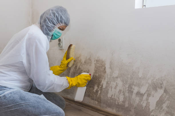 Best Commercial Mold Removal  in Squirrel Mountain Valley, CA