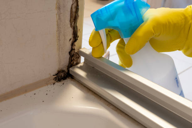 Best Office Mold Removal Services  in Squirrel Mountain Valley, CA