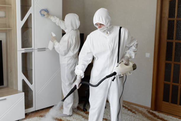 Best Same-Day Mold Removal  in Squirrel Mountain Valley, CA