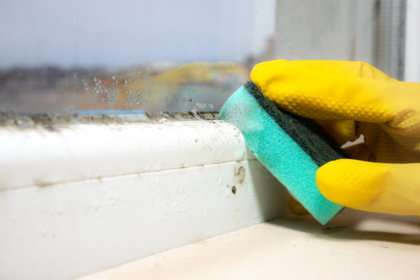 Best Attic Mold Removal  in Squirrel Mountain Valley, CA