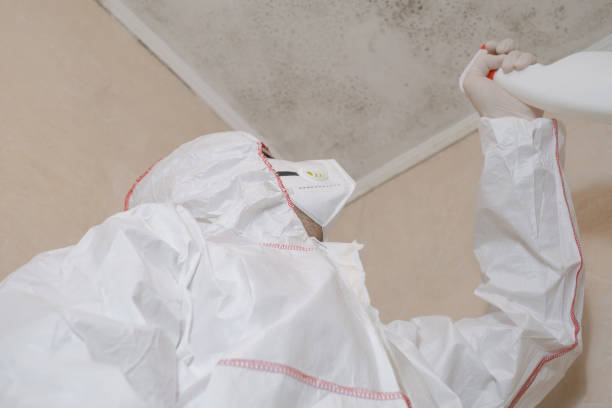 Professional Mold Removal in Squirrel Mountain Valley, CA