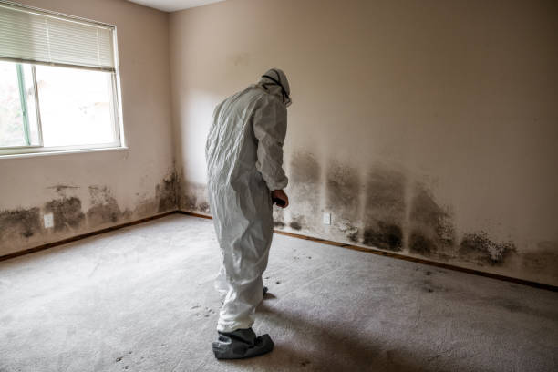Best Toxic Mold Removal  in Squirrel Mountain Valley, CA
