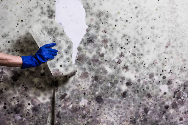 Best Local Mold Removal Service  in Squirrel Mountain Valley, CA