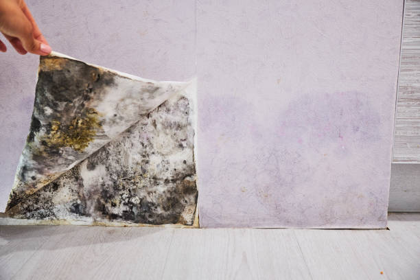 Best Fast Mold Removal  in Squirrel Mountain Valley, CA